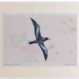 A2 sooty shearwater inflight