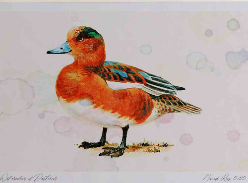 A4 wigeon male eclipseplumage.jpg