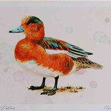 A4 wigeon male eclipseplumage