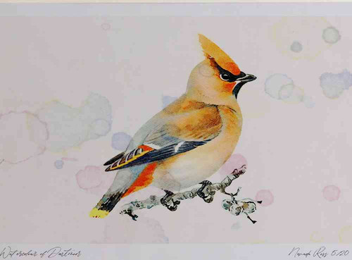 A4 waxwing.jpg
