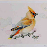 A4 waxwing