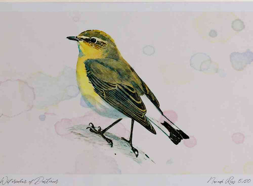 A4 wheatear female.jpg