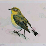 A4 wheatear female