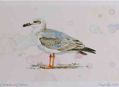 A4 yellow legged gull secondwinter.jpg