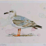 A4 yellow legged gull secondwinter