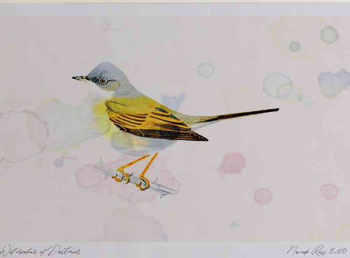 A4 whitethroat male.jpg