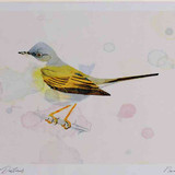 A4 whitethroat male