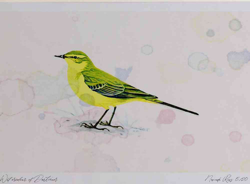 A4 yellow wagtail.jpg