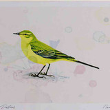 A4 yellow wagtail
