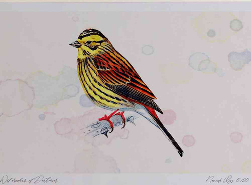 A4 yellowhammer female.jpg