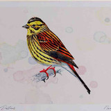 A4 yellowhammer female