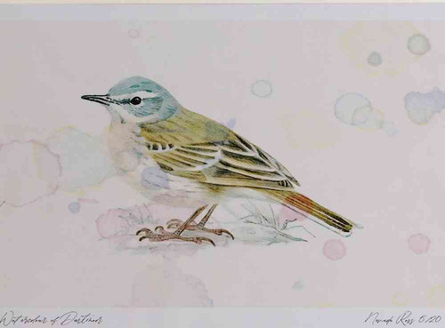 A4 water pipit breeding plumage.jpg