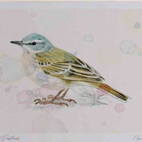 A4 water pipit breeding plumage