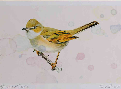 A4 whitethroat female.jpg