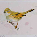 A4 whitethroat female