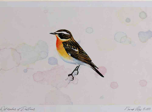 A4 whinchat male.jpg