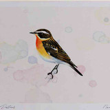 A4 whinchat male