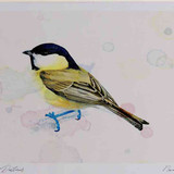 A4 willow tit