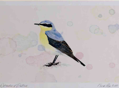 A4 wheatear male.jpg