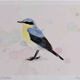 A4 wheatear male