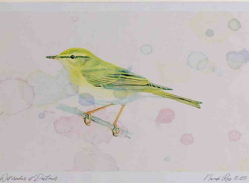A4 willow warbler.jpg