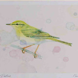 A4 willow warbler