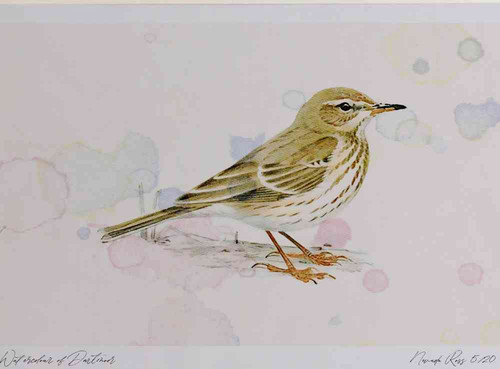 A4 water pipit nonbreeding plumage.jpg