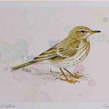 A4 water pipit nonbreeding plumage