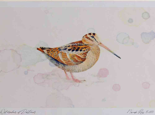 A4 woodcock.jpg