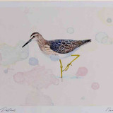 A4 wood sandpiper