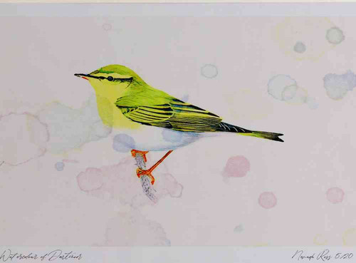A4 wood warbler.jpg