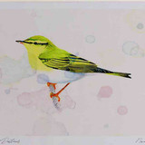 A4 wood warbler