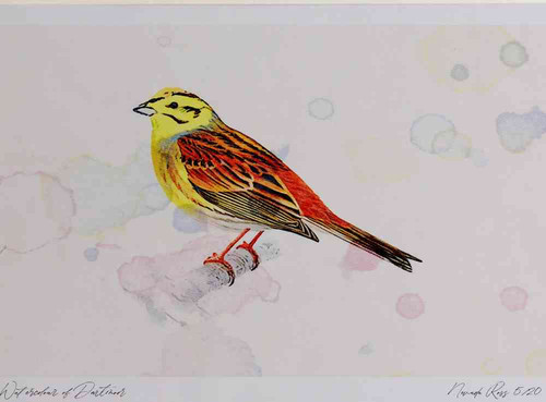 A4 yellowhammer male.jpg