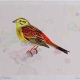 A4 yellowhammer male