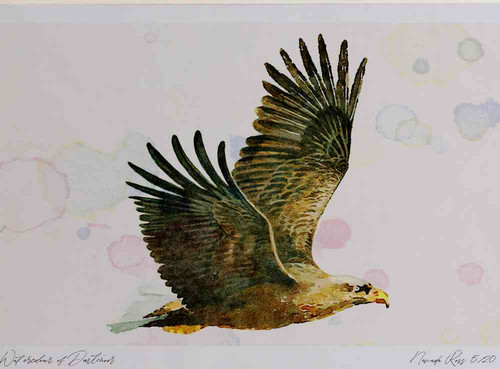 A4 white tailed eagle adult inflight1.jpg