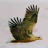 A4 white tailed eagle adult inflight1