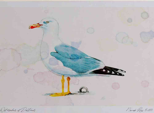 A4 yellow legged gull adult