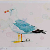 A4 yellow legged gull adult