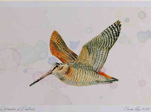 A4 woodcock roding.jpg