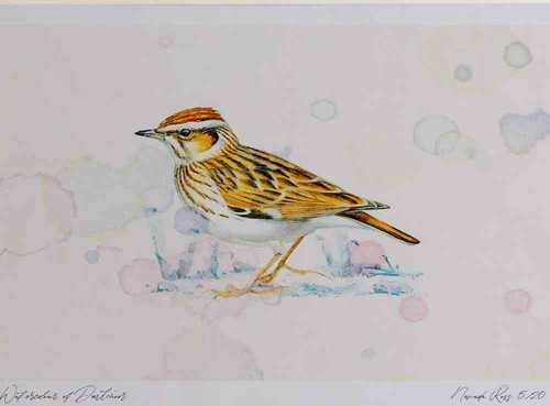 A4 woodlark.jpg