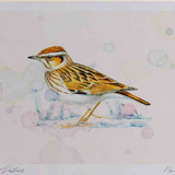 A4 woodlark