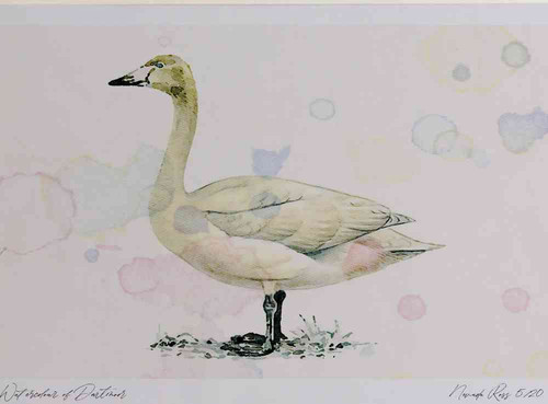 A4 whooper swan juvenile.jpg