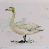 A4 whooper swan juvenile