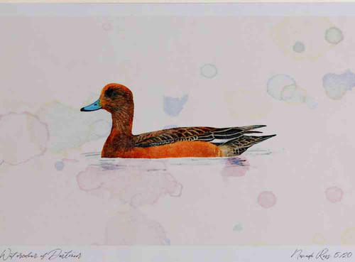 A4 wigeon female.jpg