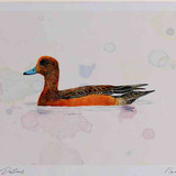 A4 wigeon female