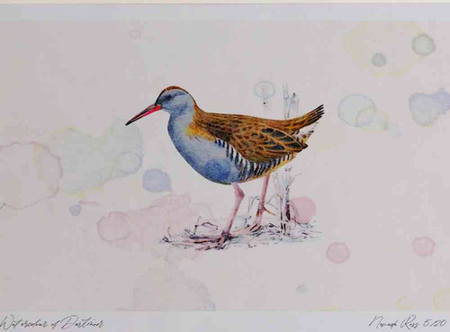 A4 water rail.jpg