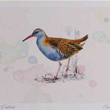 A4 water rail