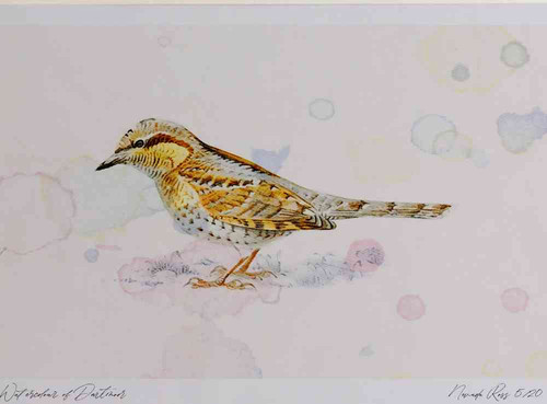A4 wryneck.jpg