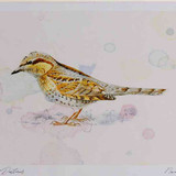 A4 wryneck