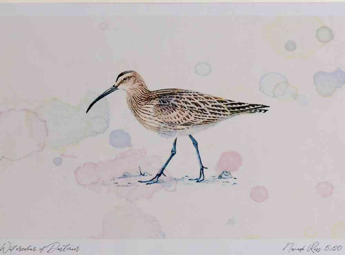 A4 whimbrel.jpg